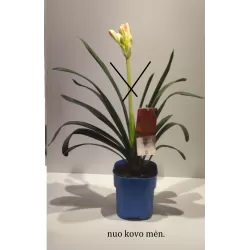 Klivija - Clivia miniata ORANGE
