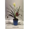 Klivija - Clivia miniata ORANGE