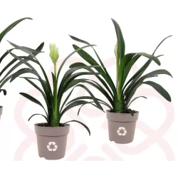 Klivija citrininė geltona - Clivia miniata var. citrina Yellow Star
