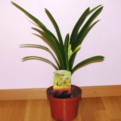 Clivia miniata CITRINA YELLOW STAR