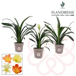 Klivija citrininė geltona - Clivia miniata var. citrina Yellow Star