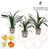 Klivija citrininė geltona - Clivia miniata var. citrina Yellow Star