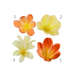 Klivija citrininė geltona - Clivia miniata var. citrina Yellow Star