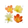 Klivija citrininė geltona - Clivia miniata var. citrina Yellow Star