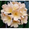 Klivija persikinė - Clivia miniata PEACH