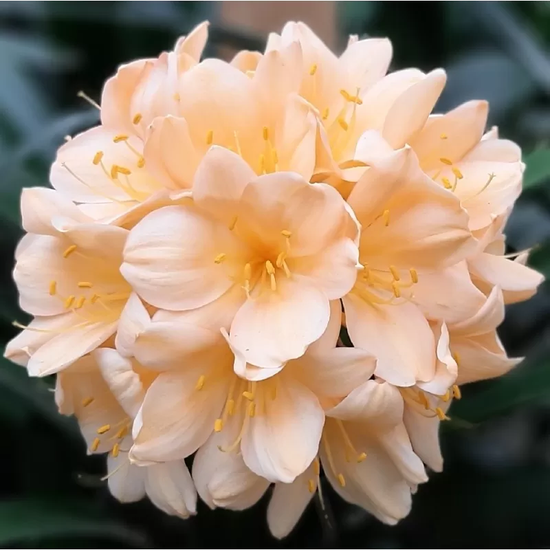 Klivija persikinė - Clivia miniata PEACH