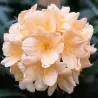 Klivija persikinė - Clivia miniata PEACH