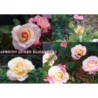 Rožė - Rosa APRICOT QUEEN ELIZABETH