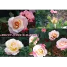 Rožė - Rosa APRICOT QUEEN ELIZABETH