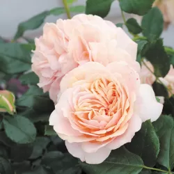 Rosa APRICOT QUEEN ELIZABETH ®