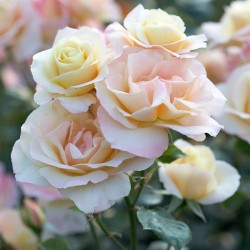 Rožė - Rosa APRICOT QUEEN ELIZABETH