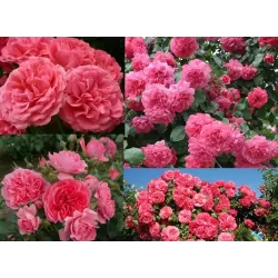 Rožė - Rosa ROSARIUM UETERSEN