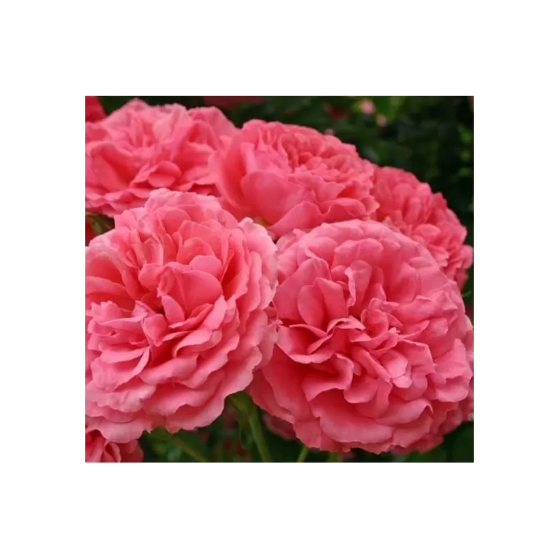 Rosa ROSARIUM UETERSEN