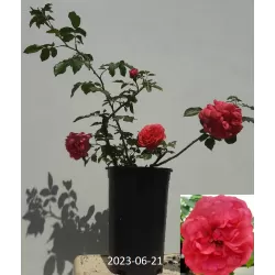 Rožė - Rosa ROSARIUM UETERSEN