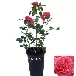 Rosa ROSARIUM UETERSEN