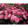 Rožė - Rosa ANGELA ®