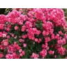 Rosa ANGELA ®