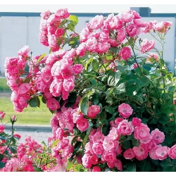 Rosa ANGELA ®