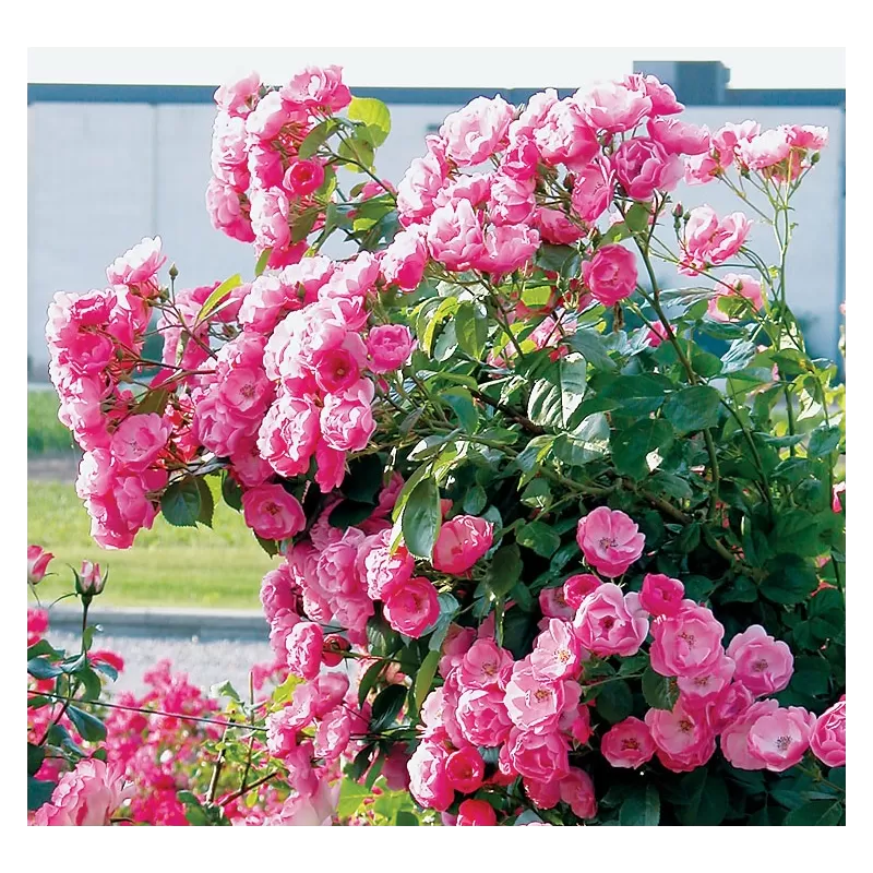 Rožė - Rosa ANGELA ® Rožė - Rosa ANGELA ®