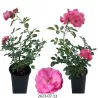 Rožė - Rosa ANGELA ®