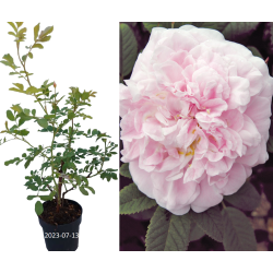 Rožė - Rosa MARTIN FROBISHER ®