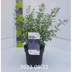 Mėlėsas - Perovskia atriplicifolia BLUESETTE