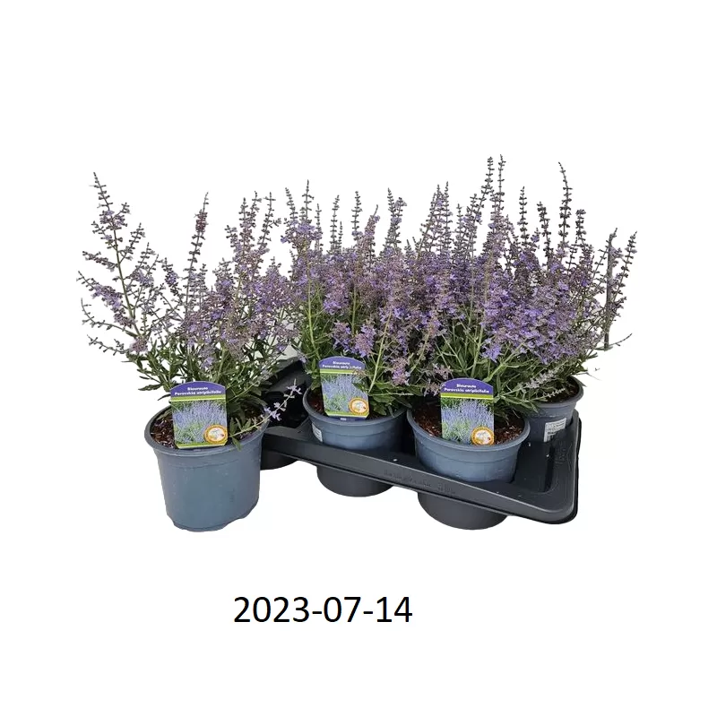 Mėlėsas - Perovskia atriplicifolia BLUESETTE