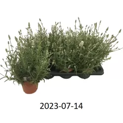 Lavandula ELLAGANCE ICE