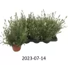 Lavandula ELLAGANCE ICE