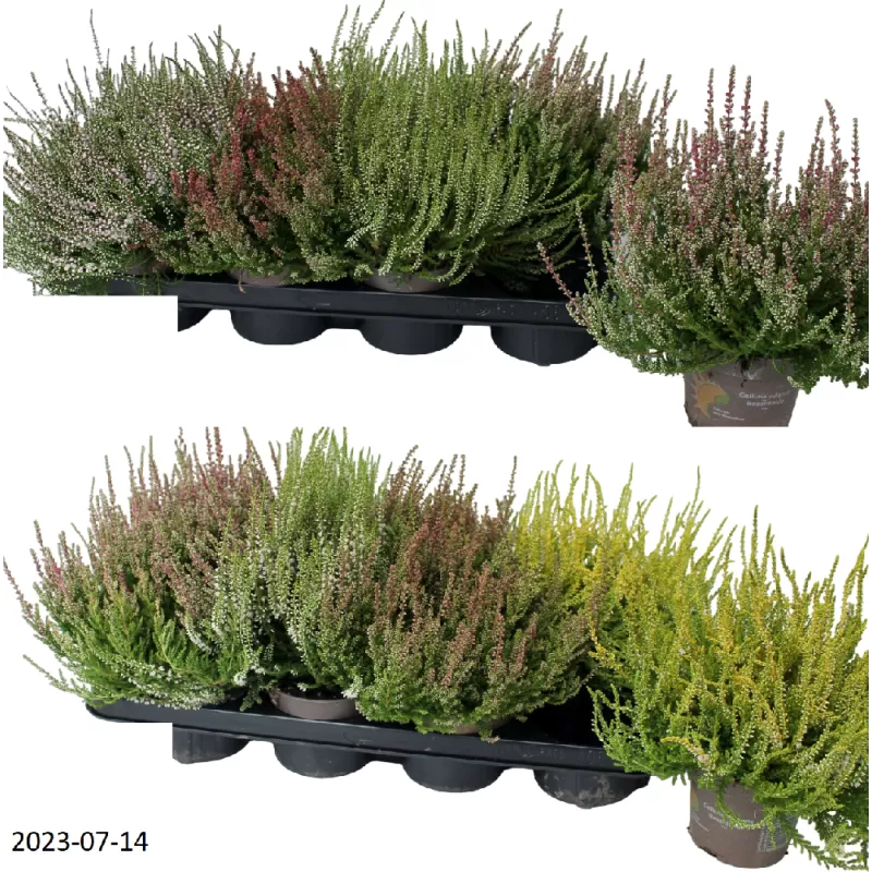 Paprastasis viržis - Calluna vulgaris Mėgsta gerai nudrenuotą rūgščią dirvą, saulėtą vietą.