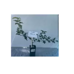 Malus sargentii toringo TINA