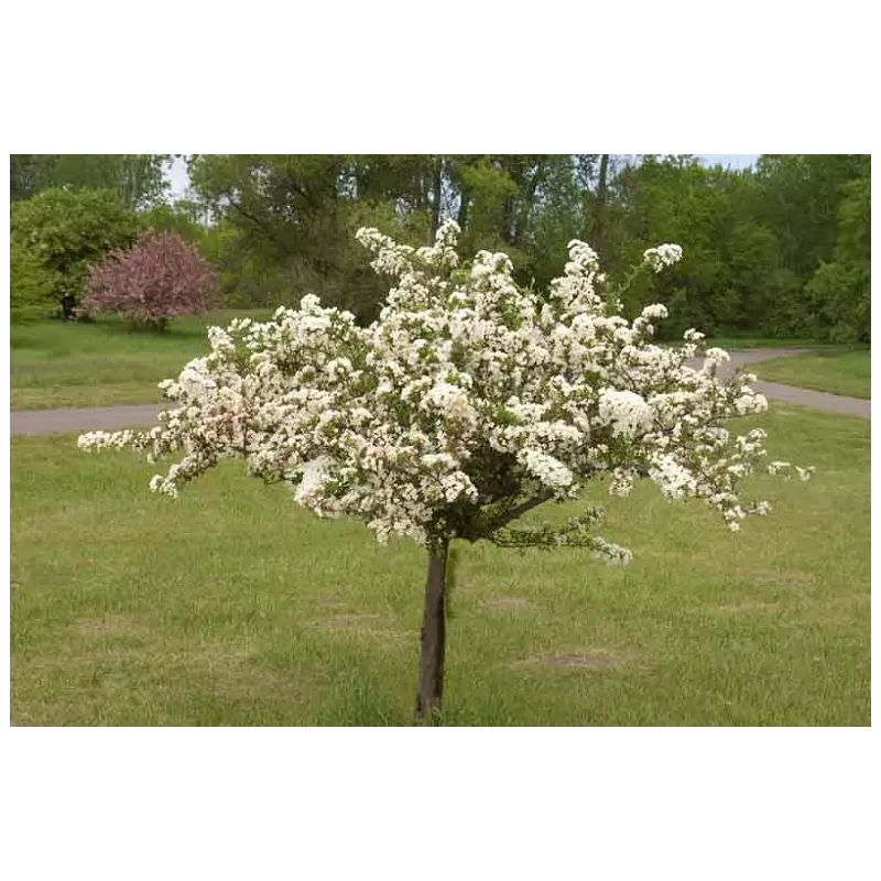 Malus sargentii toringo TINA
