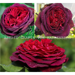 Rosa ASTRID GRAFIN VON HARDENBERG ®