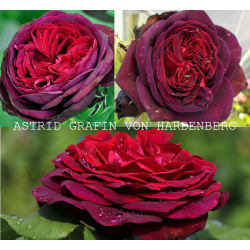 Rožė - Rosa ASTRID GRAFIN VON HARDENBERG ®