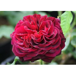 Rožė - Rosa ASTRID GRAFIN VON HARDENBERG ®