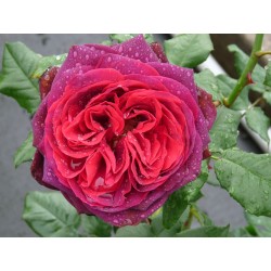 Rožė - Rosa ASTRID GRAFIN VON HARDENBERG ®