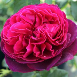 Rožė - Rosa ASTRID GRAFIN VON HARDENBERG ®