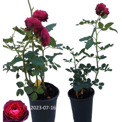 Rožė - Rosa ASTRID GRAFIN VON HARDENBERG ®