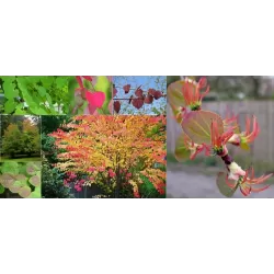 Cercidiphyllum japonicum MULTISTEM