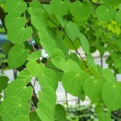 Japoninis puošmedis - Cercidiphyllum japonicum DAUGIAKAMIENIS