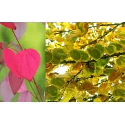 Japoninis puošmedis - Cercidiphyllum japonicum DAUGIAKAMIENIS