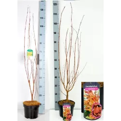 Cercidiphyllum japonicum MULTISTEM