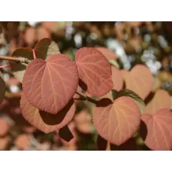 Cercidiphyllum japonicum MULTISTEM