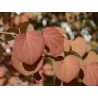 Cercidiphyllum japonicum MULTISTEM