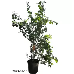 Cercidiphyllum japonicum MULTISTEM