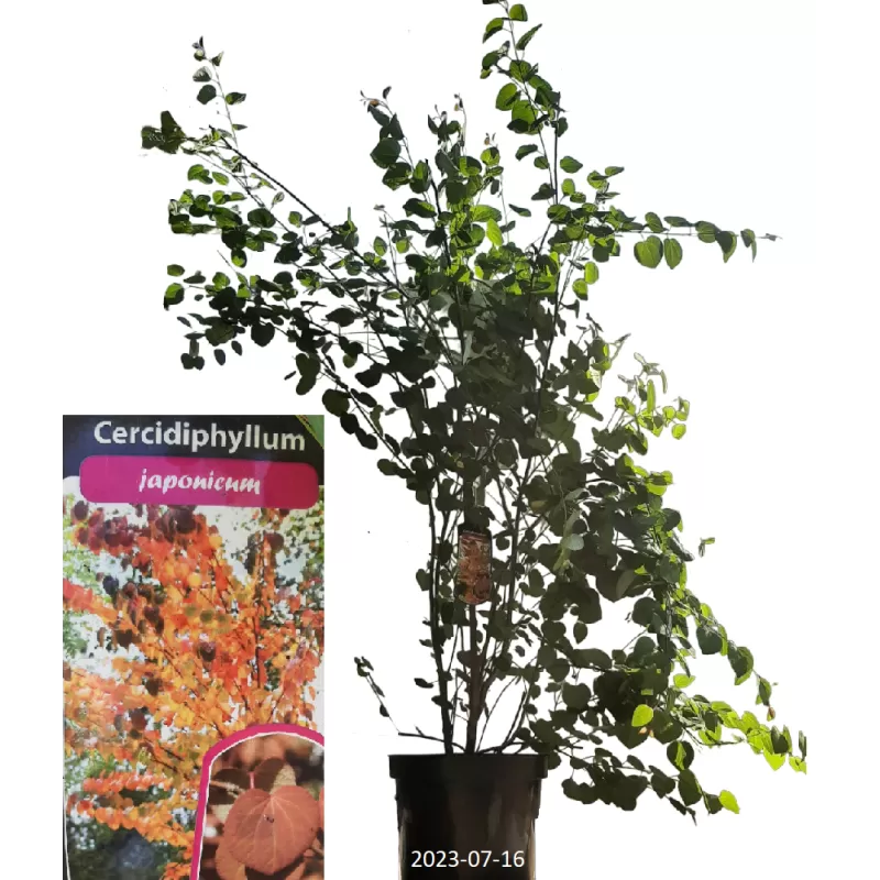 Cercidiphyllum japonicum MULTISTEM