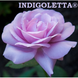 Rožė - Rosa INDIGOLETTA ®