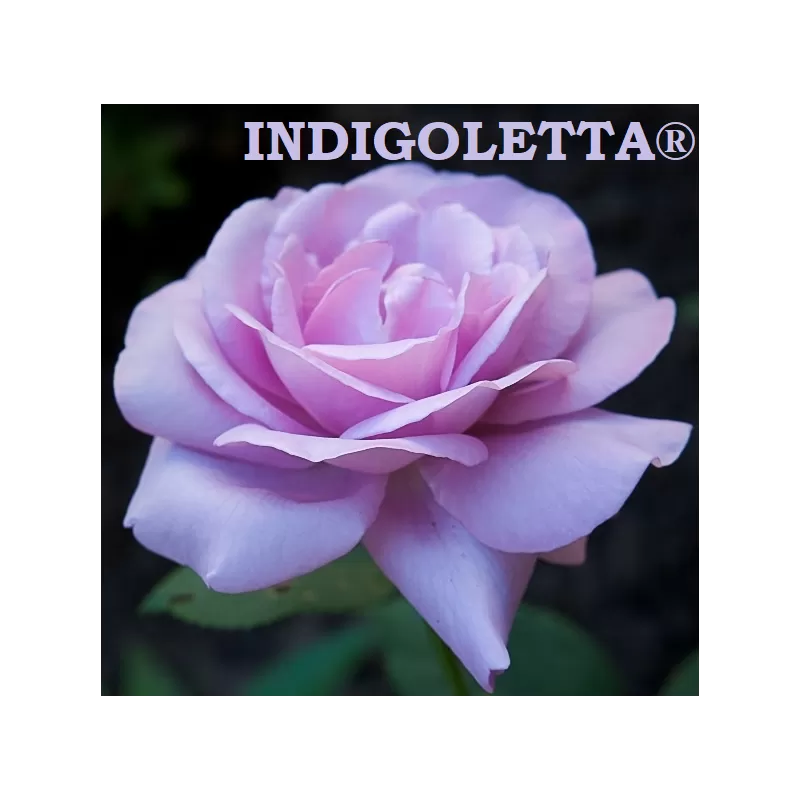 Užsisakyk augalus pavasariui jau dabar