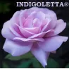 Rožė - Rosa INDIGOLETTA ®