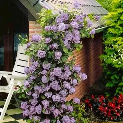 Užsisakyk augalus pavasariui jau dabar